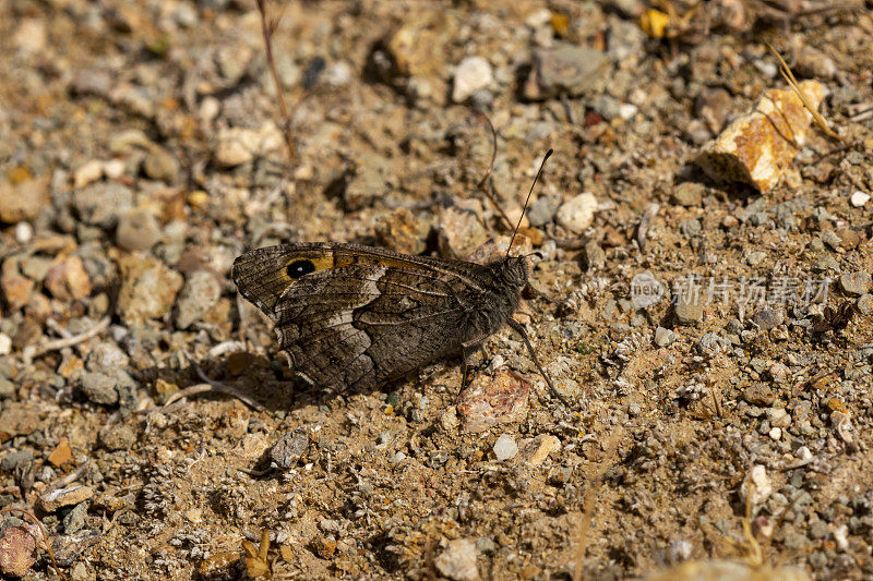 在土壤上休息的一只塞浦路斯灰雀(Hipparchia Cyprus ensis)的侧视图